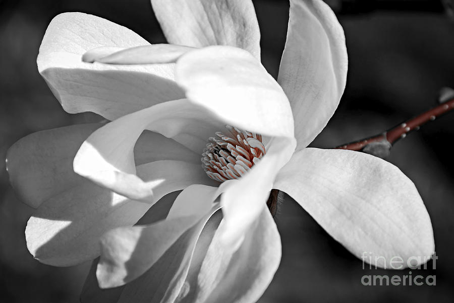 Star Magnolia flower Photograph by Elena Elisseeva