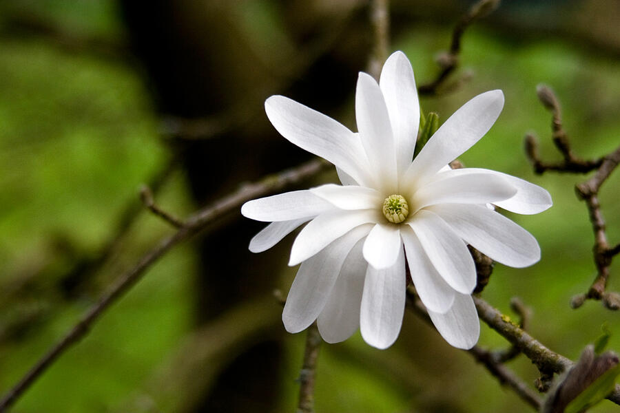 Star Magnolia Flower Photograph by Michael Russell