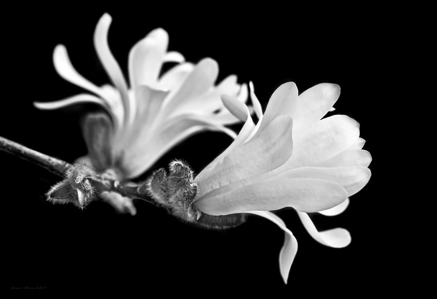 Star Magnolia Flowers Black and White Photograph by Jennie Marie Schell