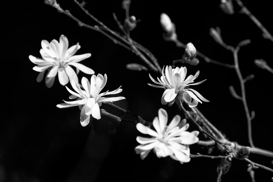Star Magnolia in Black and White Photograph by Belinda Greb