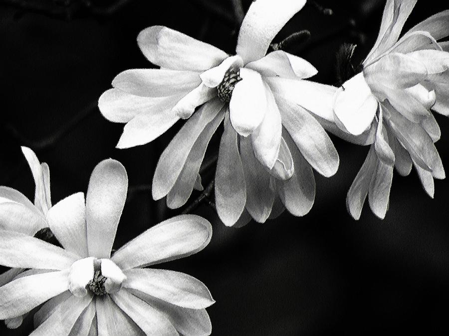 Star Magnolia in Black and White Photograph by Carol Montoya