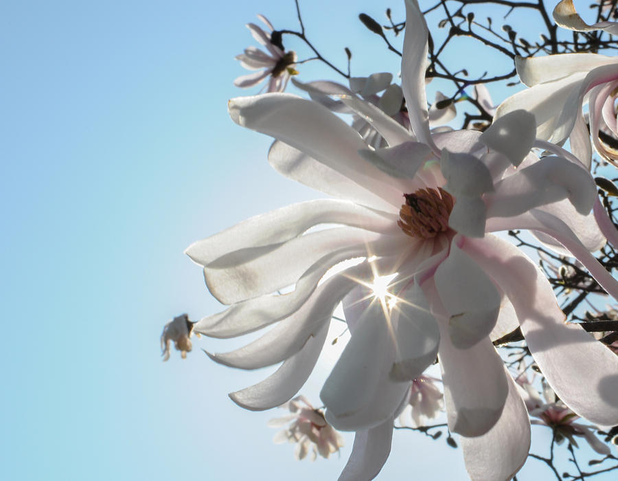 Star Magnolia in blue sky Photograph by Stacy Abbott Star Magnolia in blue sky Photograph by Stacy Abbott