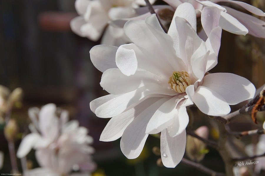 Star Magnolia in Spring Photograph by Mick Anderson