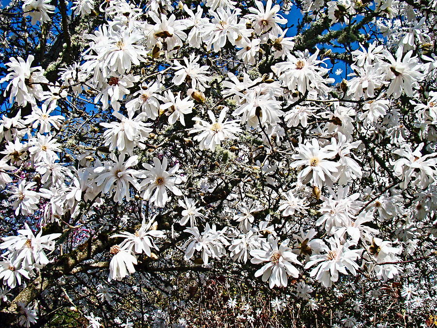 Star Magnolia Photograph by Nick Kloepping