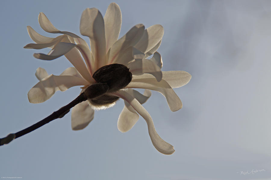 Star Magnolia Reaching for the Sun Photograph by Mick Anderson