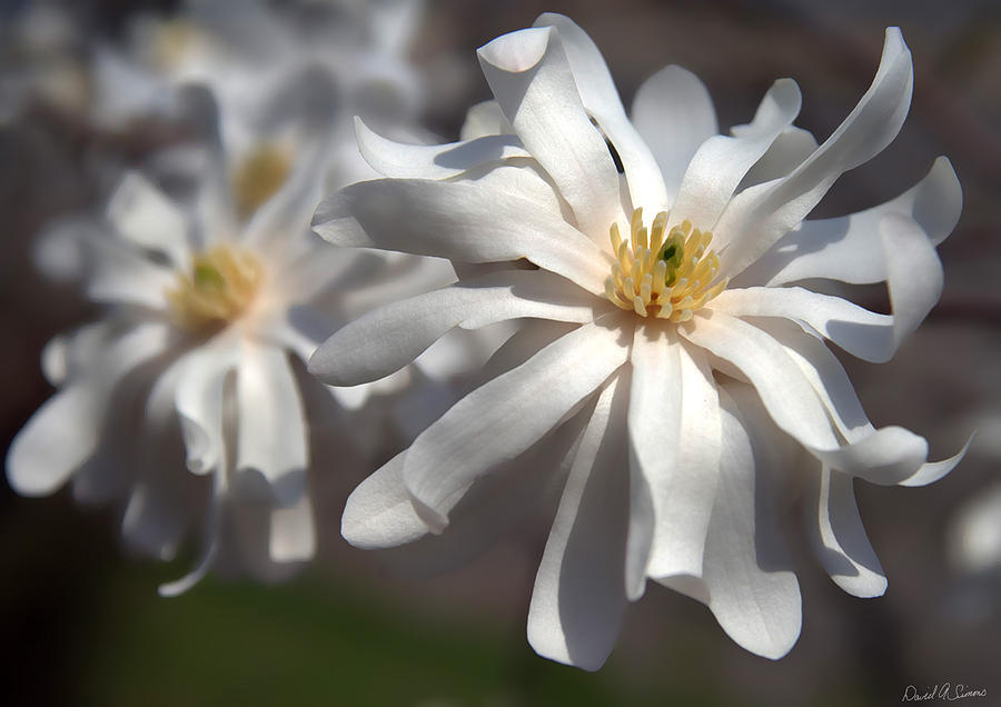 Flower Photograph - Star Magnolias  by David Simons