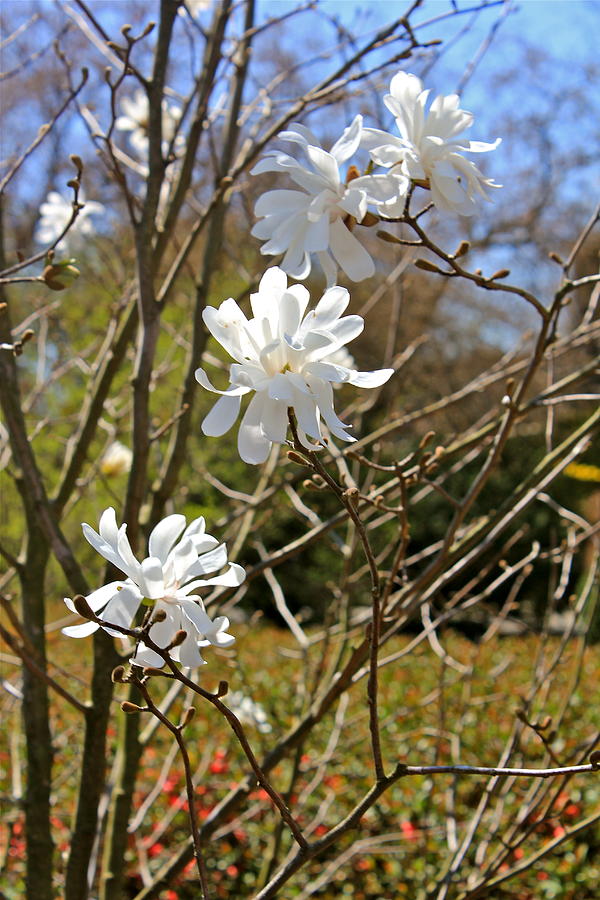 Star Magnolias Photograph by Felix Zapata