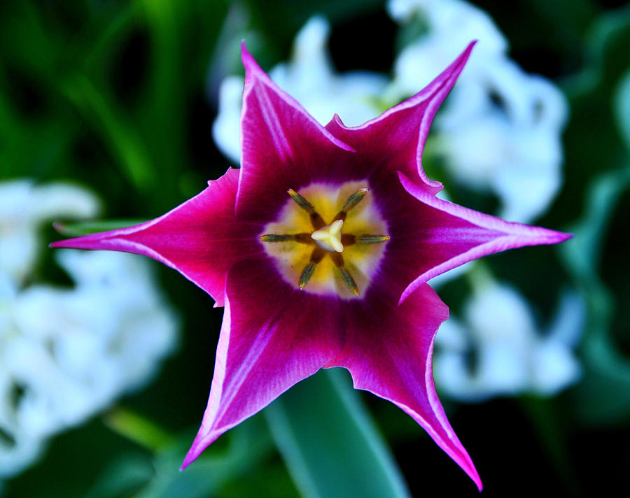 Star of the Day Photograph by Mike Martin