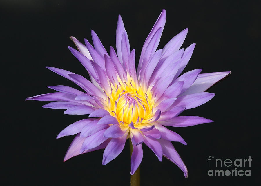 Star of the Lily Pond Photograph by Carol Groenen