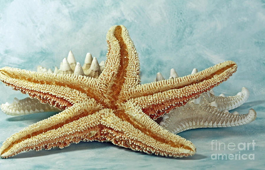 Star Of The Sea Photograph - Star of the Sea by Inspired Nature Photography Fine Art Photography