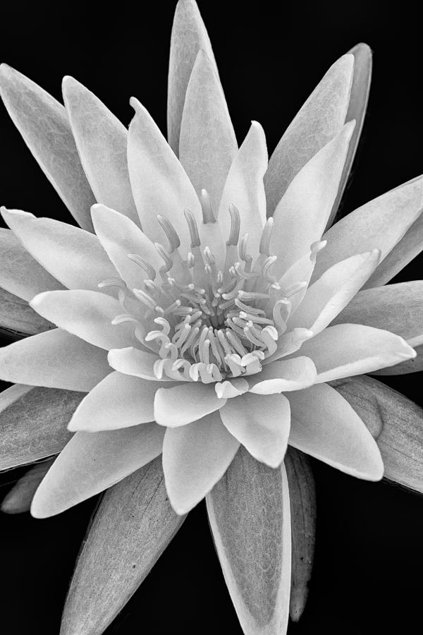 White Water Lily Photograph - Star Of The Water by Jeff Sinon