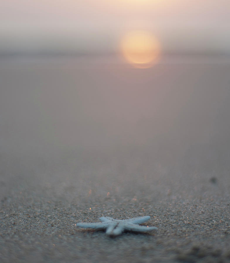 Star On The Beach Photograph by Rahul De