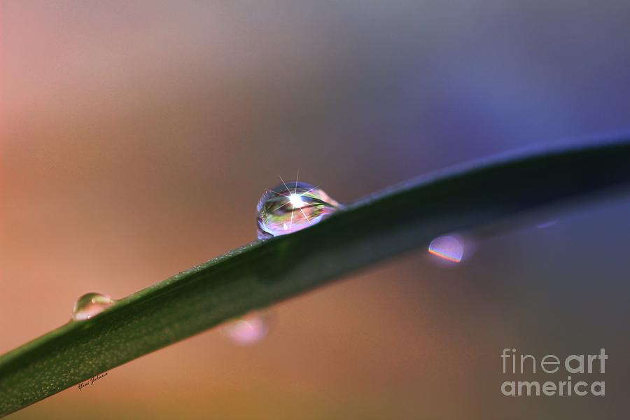 Star on the Droplet Photograph by Yumi Johnson