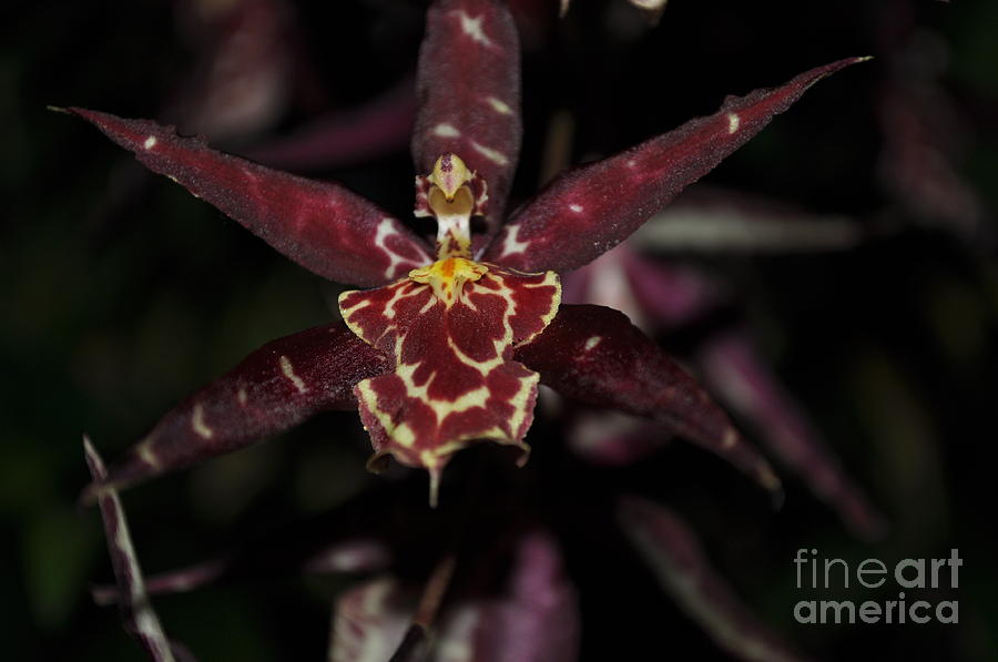 Star Orchid Photograph by Nona Kumah