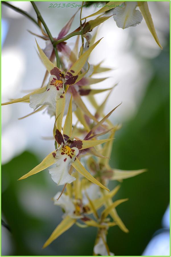 Star Orchid Photograph - Star orchids by Sonali Gangane