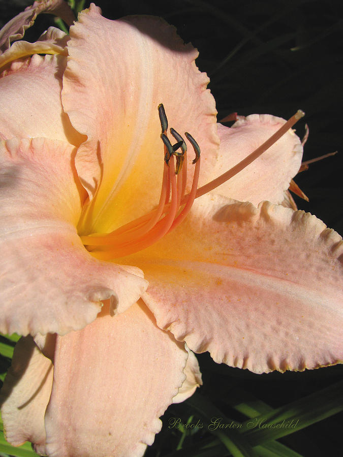 Star Quality - Daylily - Floral Macro Photograph by Brooks Garten Hauschild