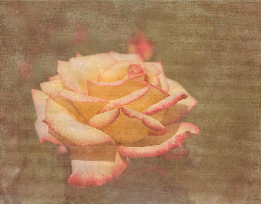 Star Rose Photograph by Arlene Carmel