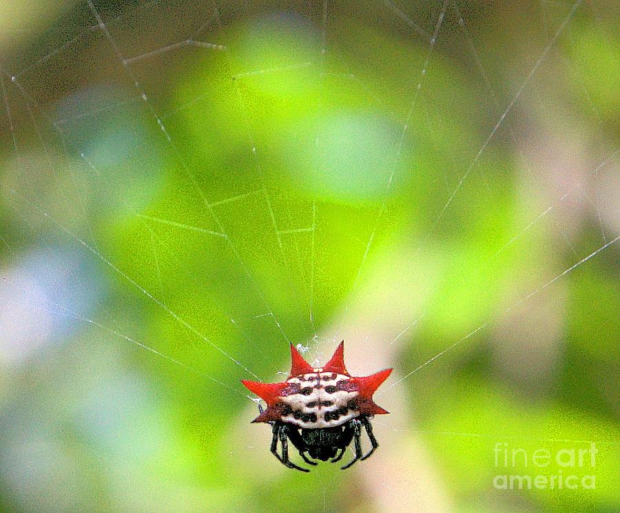 Star Spider Photograph by David Call