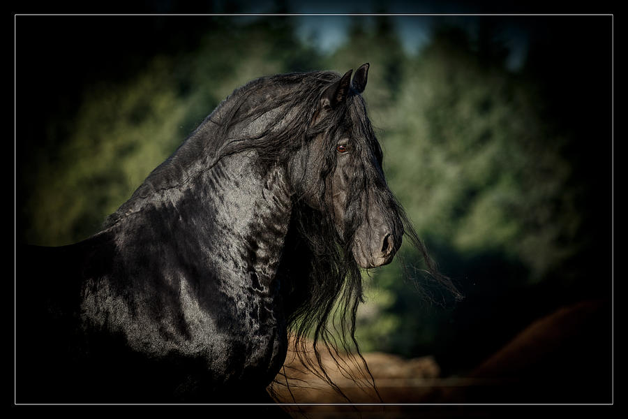 Star Stallion Photograph by Wes and Dotty Weber
