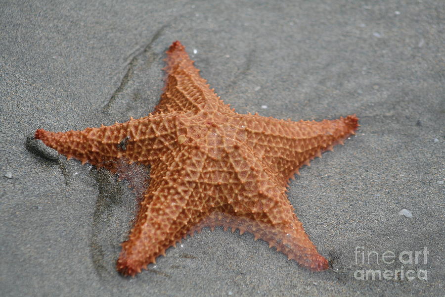 Beach Photograph - Star Tide by Marcela Leiton