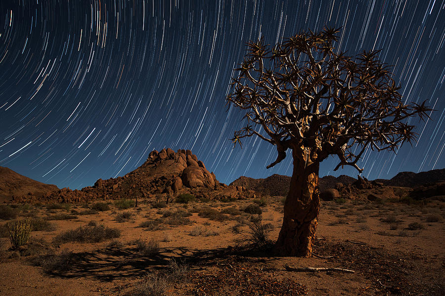 Star Trails Above A Quiver Tree Photograph by Robert Postma
