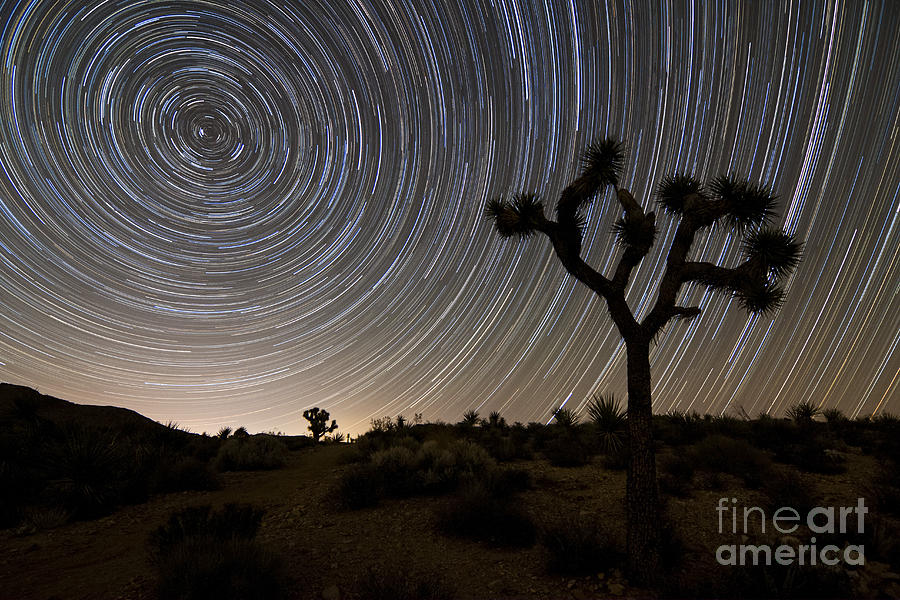 Star Trails And Joshua Trees In Joshua Photograph by Dan Barr