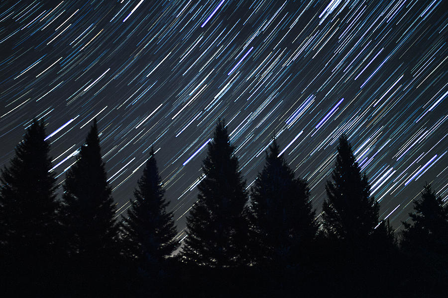 Tree Photograph - Star Trails and Pine Trees by Penny Meyers