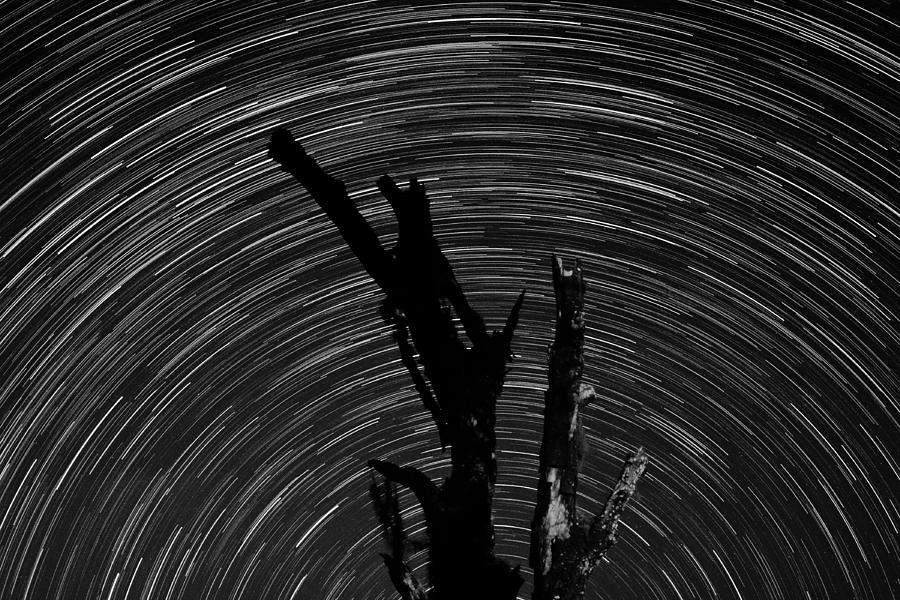 Star Trails Photograph by Larah McElroy