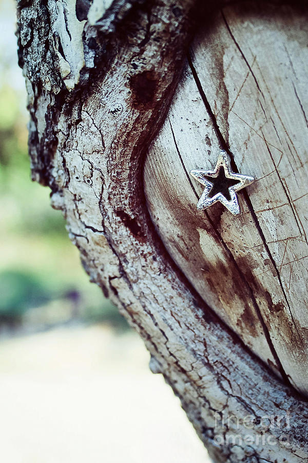 Star Tree Photograph by Trish Mistric