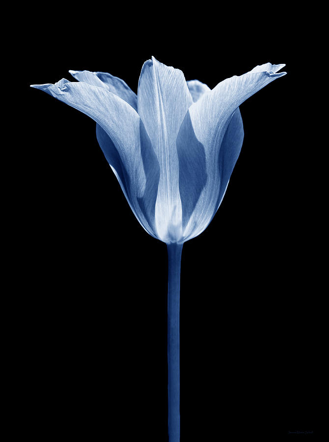 Star Tulip Flower in Blue Photograph by Jennie Marie Schell