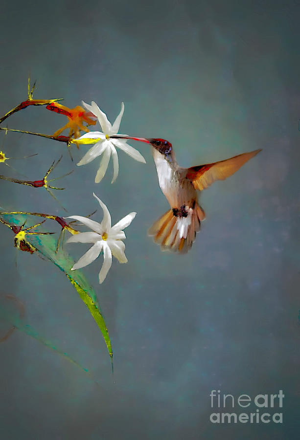 Starbird Photograph by John  Kolenberg