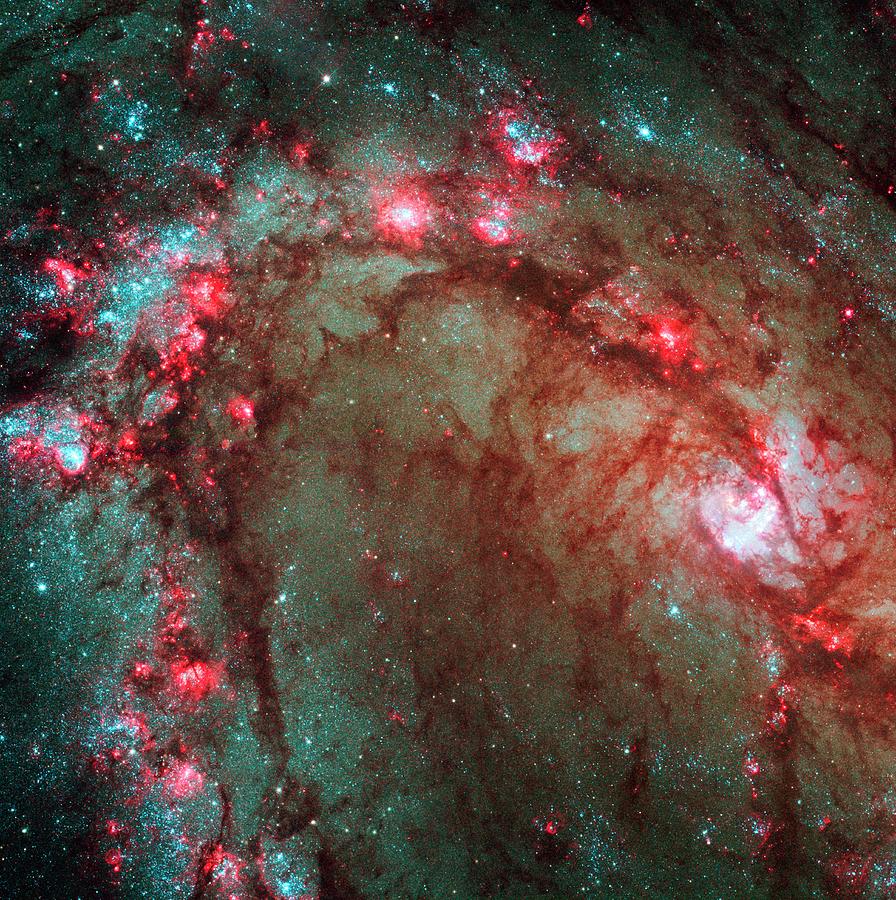 Starbirth In M83 Galactic Arm Photograph by Nasa/esa/hubble Heritage Team (stsci/aura)/science Photo Library