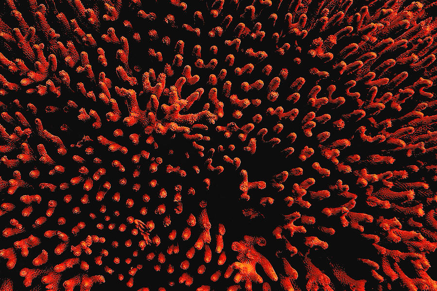 Starburst in Coral Photograph by Norman Gabitzsch