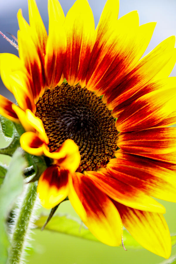 Starburst Sunflower Photograph by Laura Duhaime.