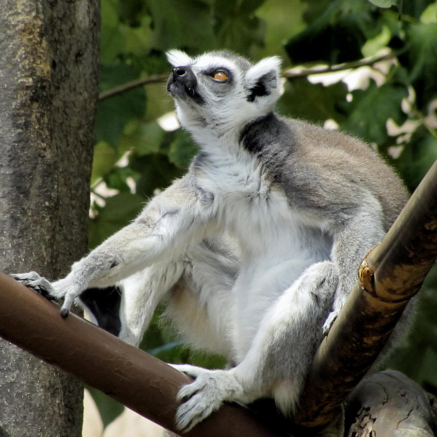 Lemur Stare Photograph by Bob Slitzan