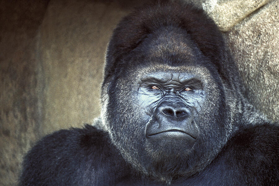 Stare-Down - Gorilla style Photograph by Paul W Faust -  Impressions of Light