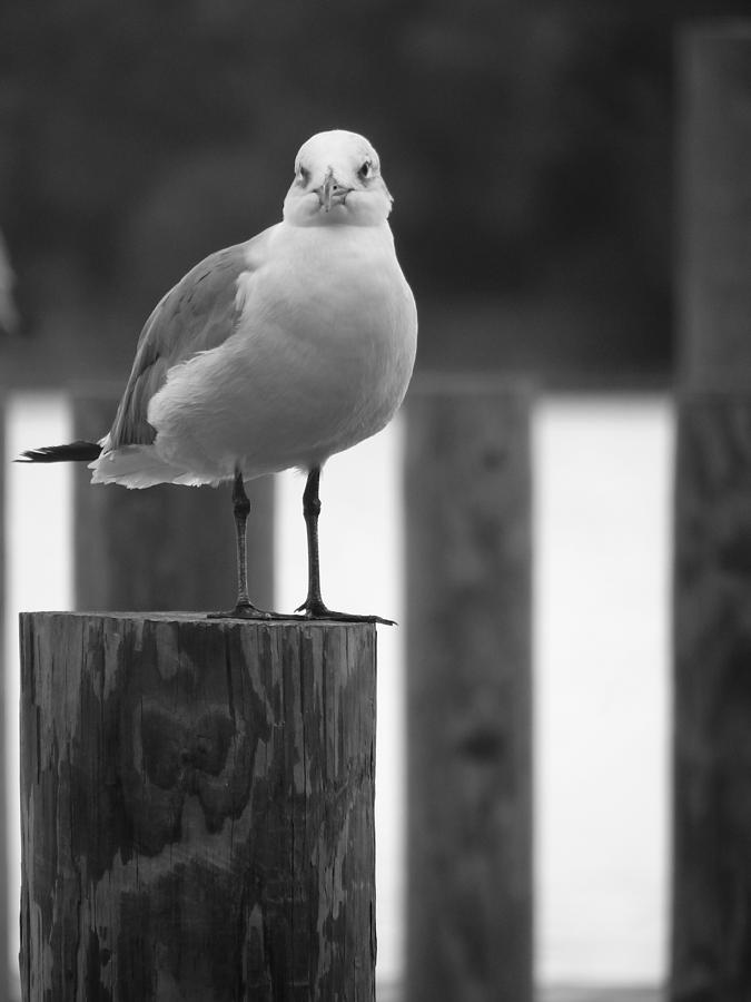 Stare Down Photograph by Tom DiFrancesca