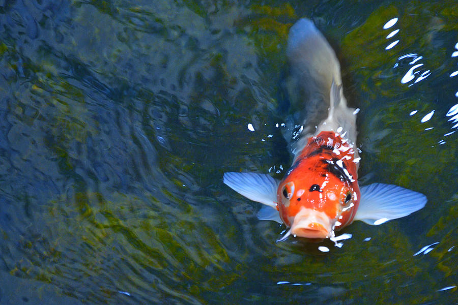 Koi Photograph - Stare Down with a Koi by Wendy Raatz Photography