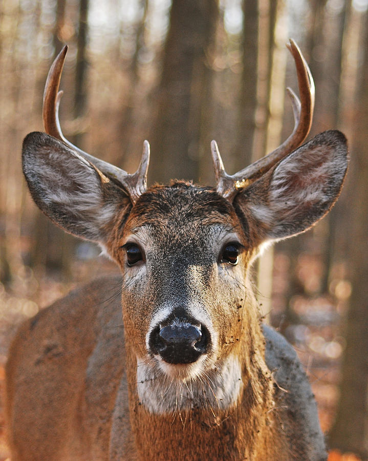 Stare Down with an Eight Point Buck_1112 Photograph by Michael Peychich