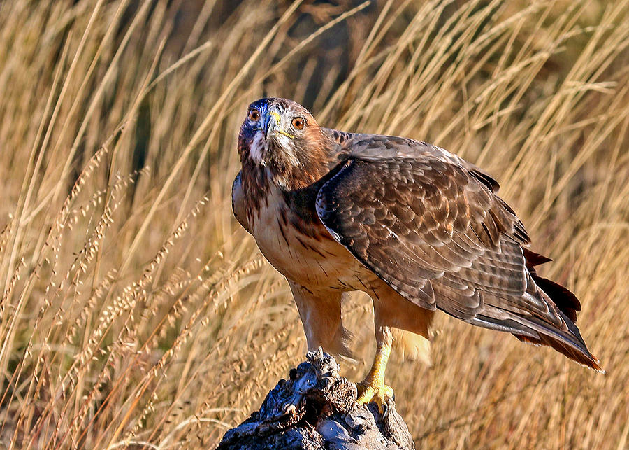Stare of a Red-tailed Hawk Photograph by Dawn Key