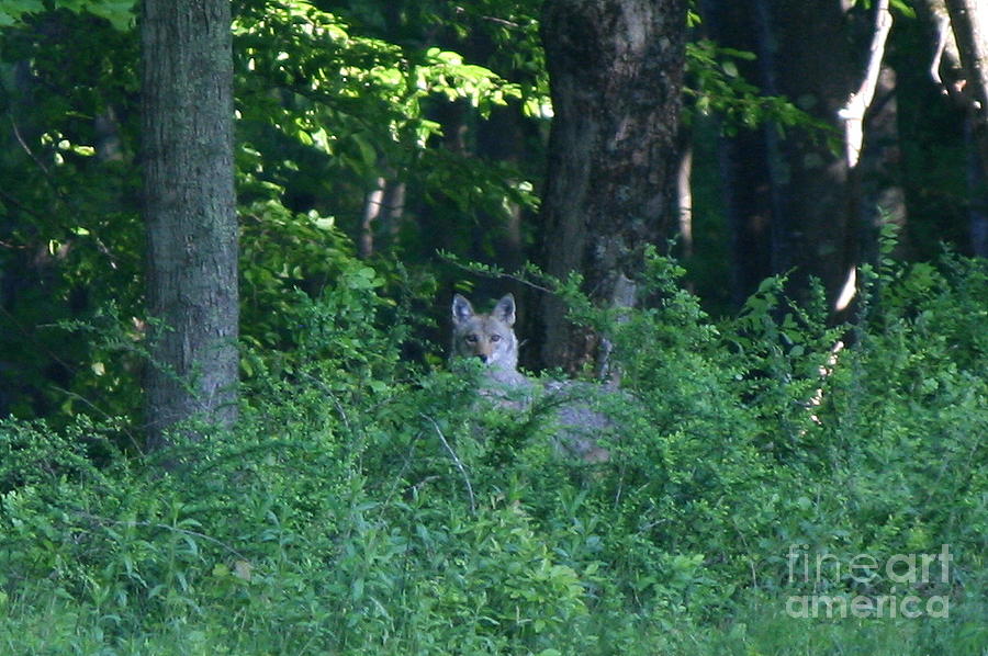 Wildlife Photograph - Eastern Coyote  by Neal Eslinger