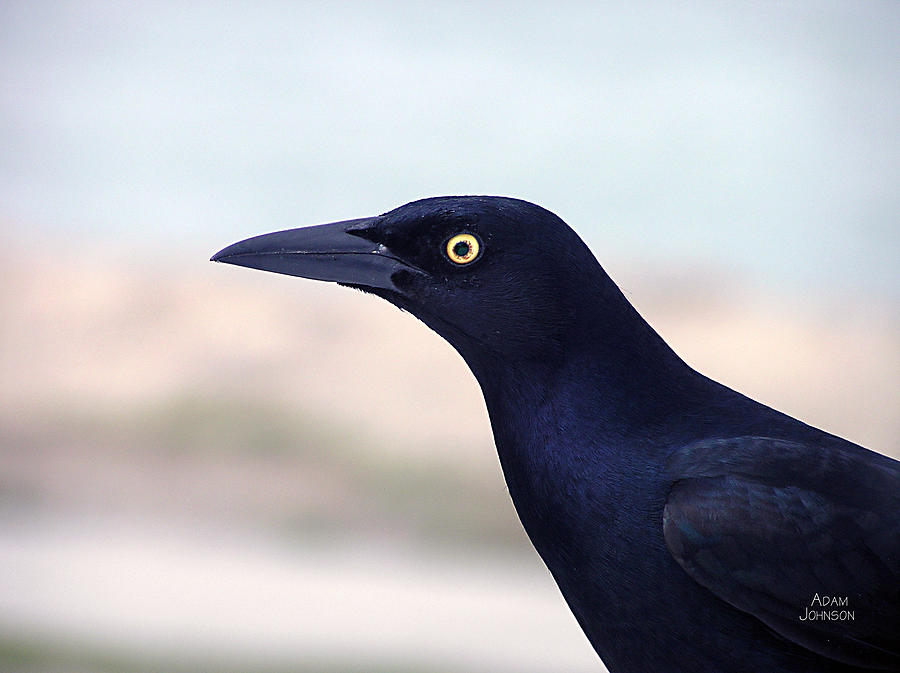 Stare of the Male Grackle Painting by Adam Johnson