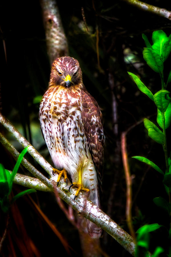 Stare of the Raptor Photograph by Mark Andrew Thomas