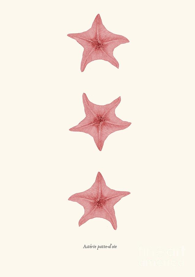 Seahorse Drawing - Starfih pink sea vintage by Patruschka Hetterschij