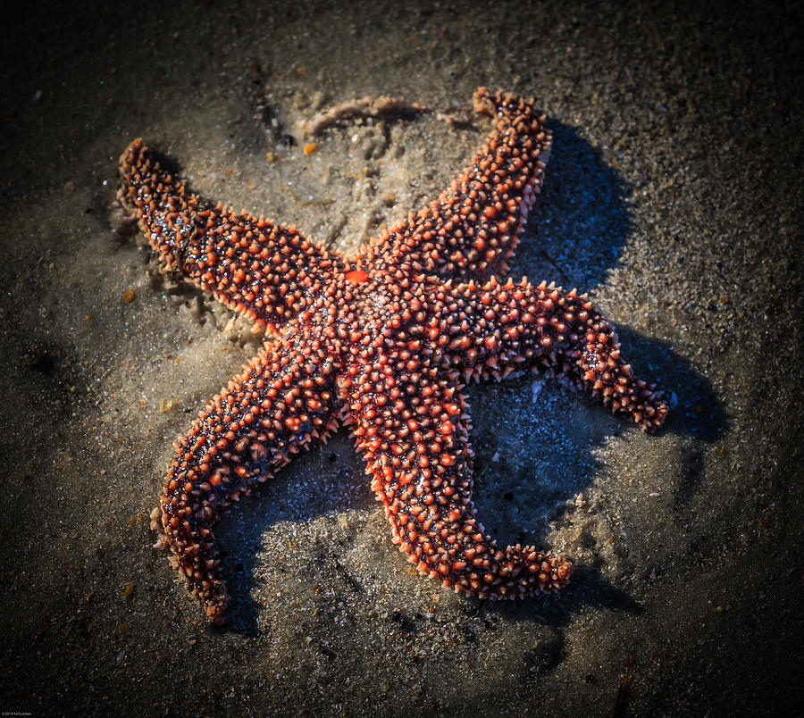 Starfish 1 Photograph by Kathleen Scanlan