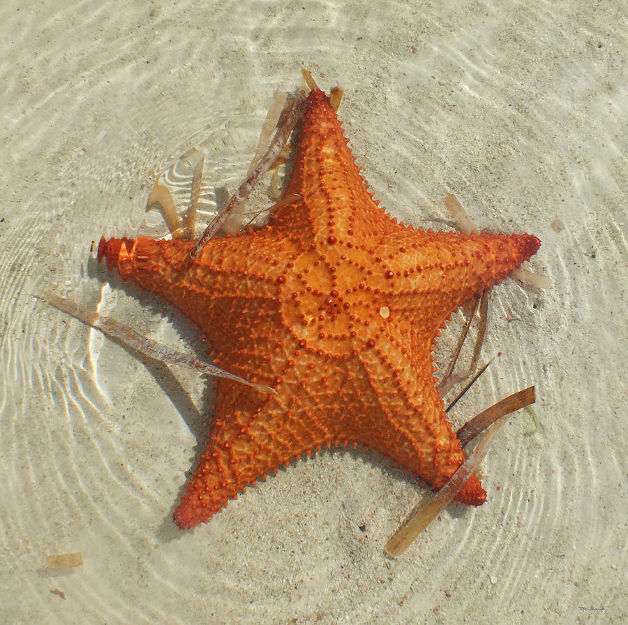 Starfish 1 of Bottom Harbour Sound Photograph by Duane McCullough