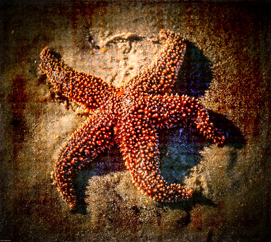 Starfish 2 Photograph by Kathleen Scanlan