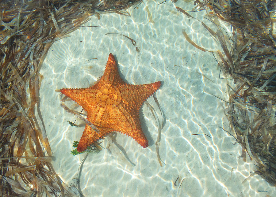 Starfish 2 of Bottom Harbour Sound Photograph by Duane McCullough