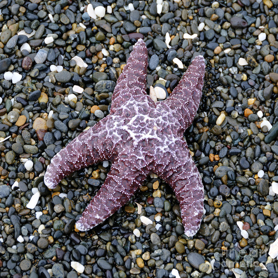Starfish 2 Waiting for the Tide Square Format Photograph by Sarah Schroder