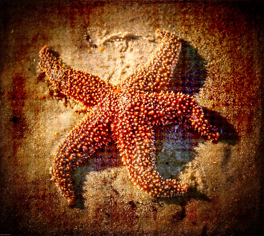 Starfish 3 Photograph by Kathleen Scanlan